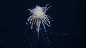 Spaghetti Monster