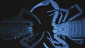 Rare Venom-Spraying Scorpion Unearthed in Colombia