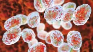 Tularemia virus