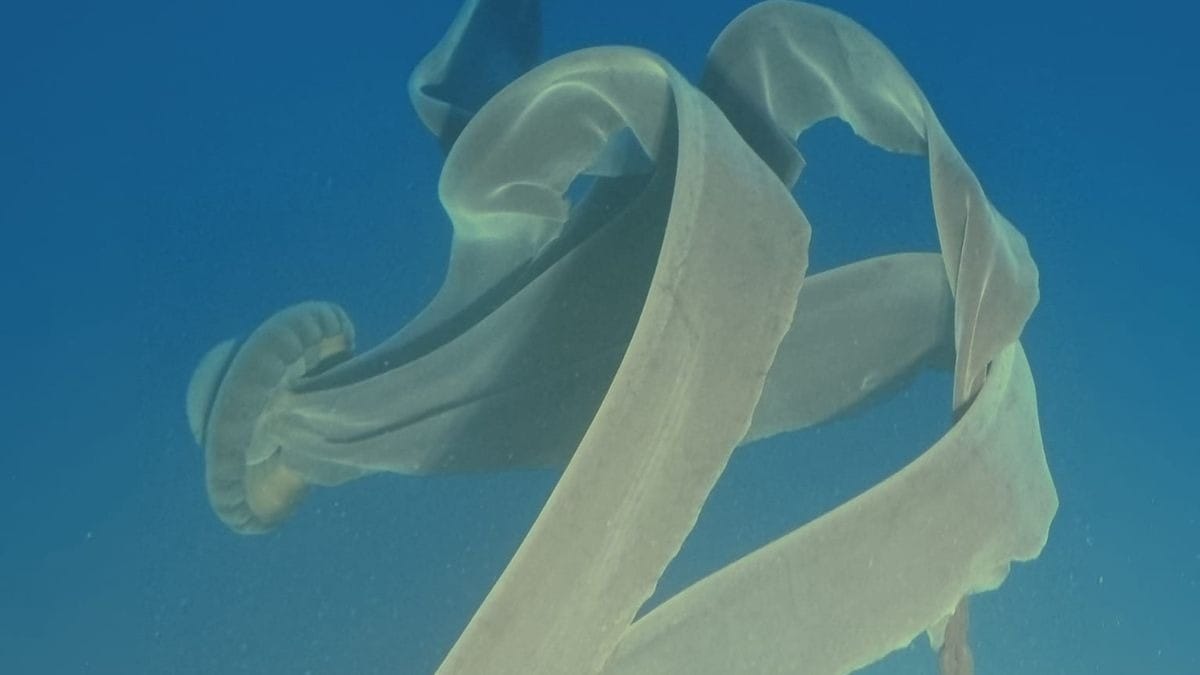 Massive Alien-Like Phantom Jellyfish Discovered in Icy Depths of Antarctica Jellyfish Discovered