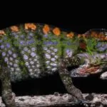 Chameleon