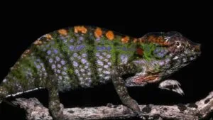 Chameleon